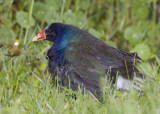 Purple Gallinule with chick in the rain