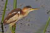  Bittern,Least