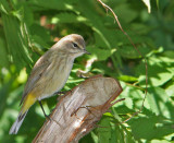 Palm Warbler