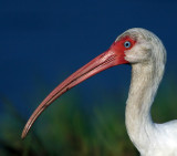 Ibis head shot