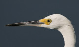 Snowy Egret head shot