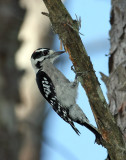   Woodpecker, Downy
