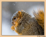 Snow Covered Squirrel