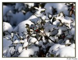 Fresh Snow on the Holly