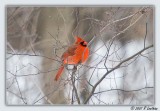 Northern Cardinal (Male )