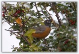 American Robin (Male)