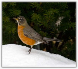 American Robin (Male)