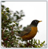 American Robin (Male)