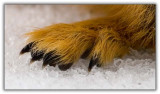 Squirrel Toes