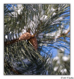 Pine Cones & Snow