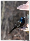 Common Grackle