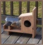 Squirrel Under Glass