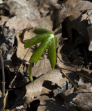 New Growth May Apple