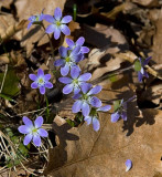 Wildflowers