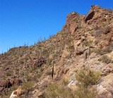 Saguaro National Park