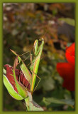 Praying Mantis