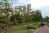 Hong Kong Orchid Trees