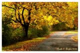 Autumns Path