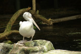 singapore zoo (20).JPG