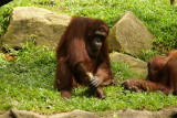 singapore zoo (21).JPG