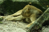 singapore zoo (39).JPG