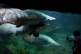 sendosa aquarium (3).JPG