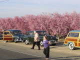 WIV Cruise BlossomTrail (29).JPG