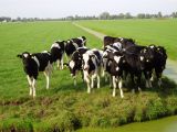 Curious cows