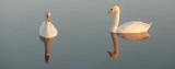 Mirrored swans