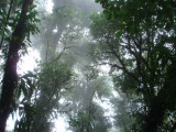 In the cloud forest