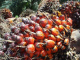 Palm oil fruit