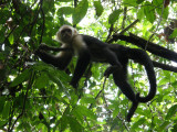 Capuchin resting