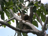 Three-toed sloth (II)