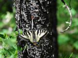 Canadian Tiger Swallowtail Butterfly