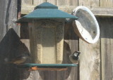 06-05MayHouse Sparrow.JPG