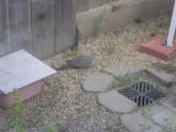 Mourning Dove1.JPG