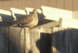 Mourning Dove2.jpg