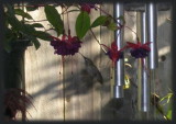Humbird 6-11-06 2.jpg