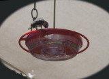 Humbird 6-19-06 beak in feeder.jpg