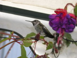 Humbird 6-29 15.JPG