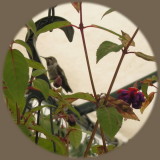 Humbird 6-29 02.JPG