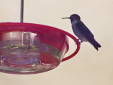 Hummer on feeder1.jpg