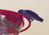 Hummer with beak in feeder1.jpg