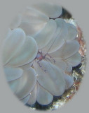 05-Pinkie 13 Shrimp in bubble coral elipse crop.jpg