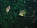 18-Batfish Wall  35.JPG