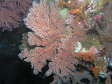 18-Batfish Wall  40.JPG