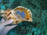 20-21-Tanjung Lentae-TheZoo 115.jpg