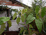 Schefflera Macrophylla