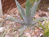 Agave Americana