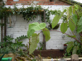 Schefflera Macrophylla